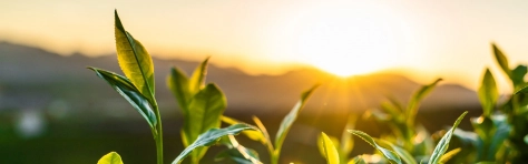 Plant growing with sun in the background